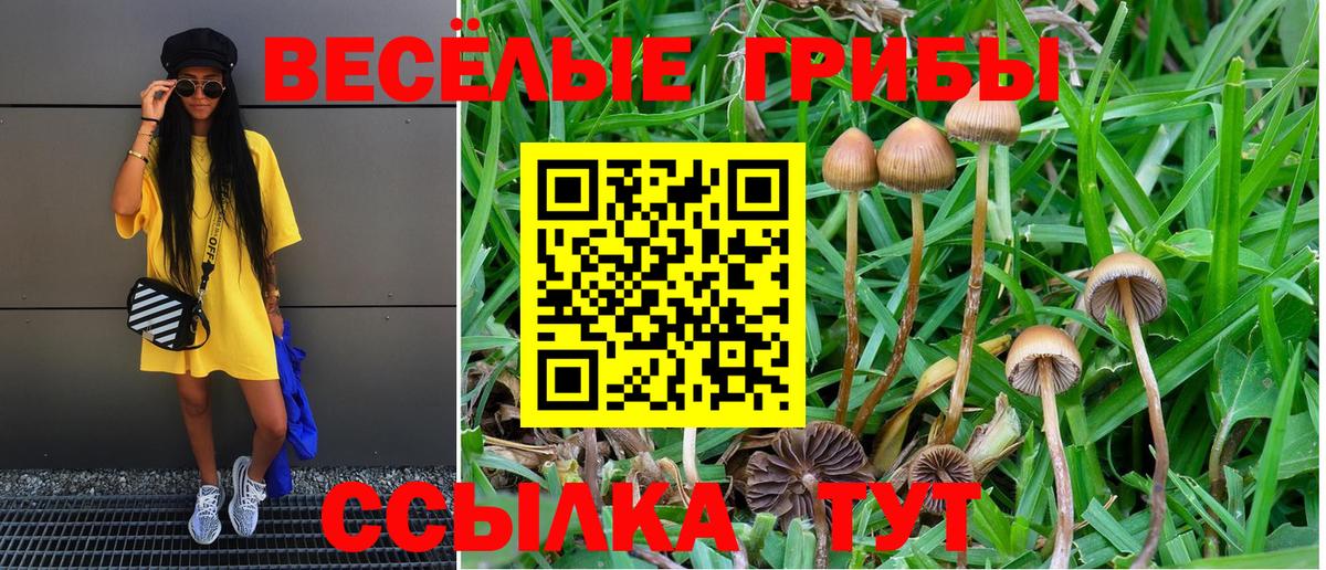 Гатчина  Галлюциногенные грибы Cubensis  Вход с VPN  как найти   Псилоцибиновые грибы GOLDEN TEACHER 
